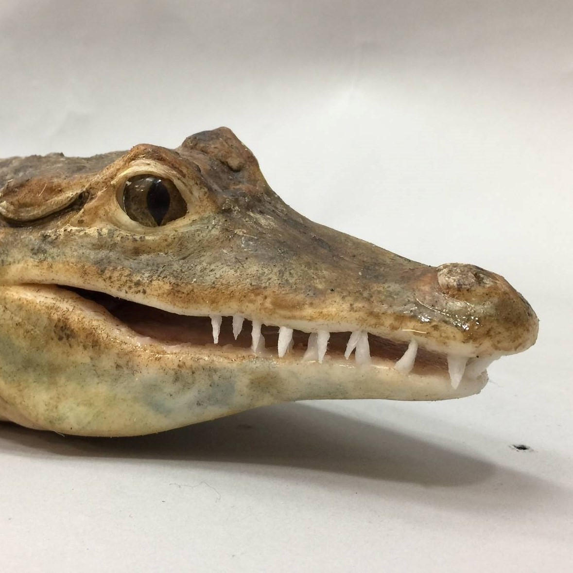 魔人社2020"做工的人"矽膠鱷魚製作 realistic lifelike  silicone crocodile