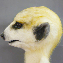 2015 狐獴人偶寫實版製作 Meerkat suit