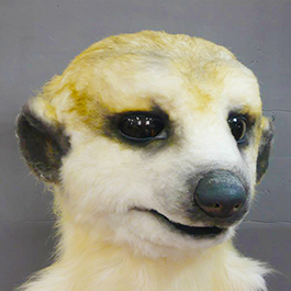 2015 狐獴人偶寫實版製作 Meerkat suit