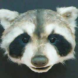 [寫實動物面具] 五月天浣熊面具Raccoon mask
