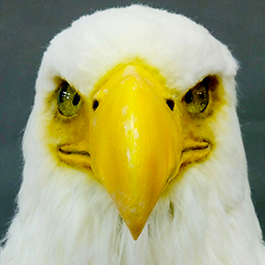 [寫實動物頭套]「Bad lab」老鷹面具製作 bald eagle mask