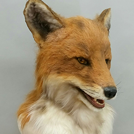 魔人社2018遙控狐狸面具mostudio animatronic red fox mask