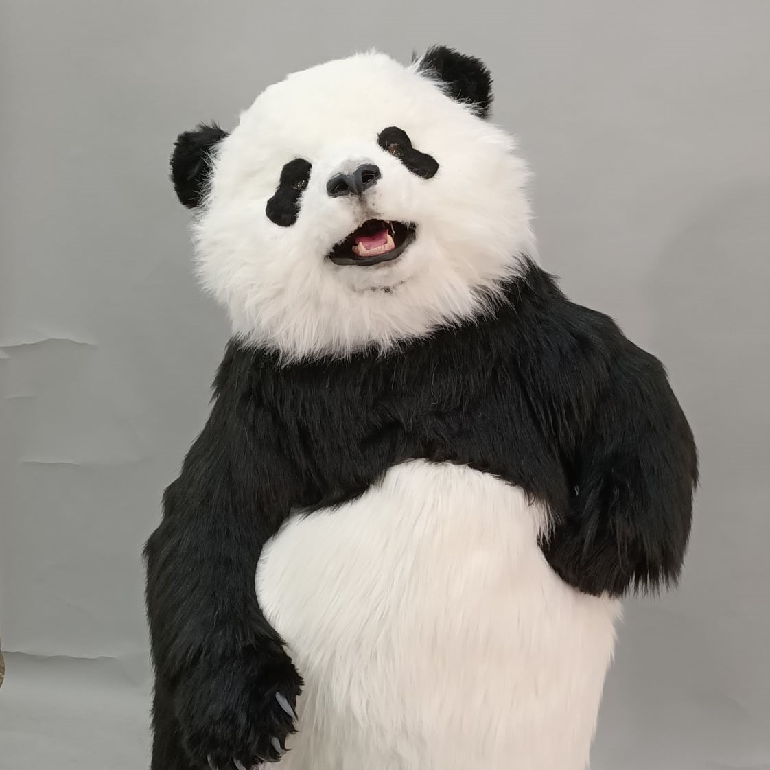 魔人社2020 HOLA熊貓人偶裝製作 animatronic panda costume
